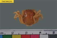 藏品(短指和尚蟹)的圖片